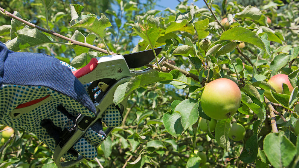 Baumschnitt bei einem Obstbaum mit Zange